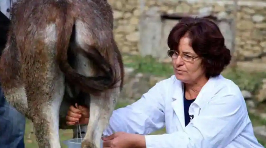 Scared of COVID-19 pandemic, Albanians turn to donkey milk
