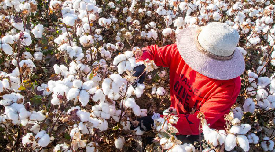 US blocks cotton imports from China region over reported forced-labor abuses
