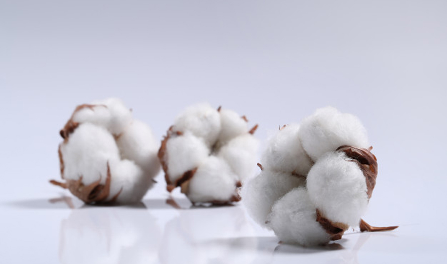 Pakistan explores options to import cotton from India to meet shortfall