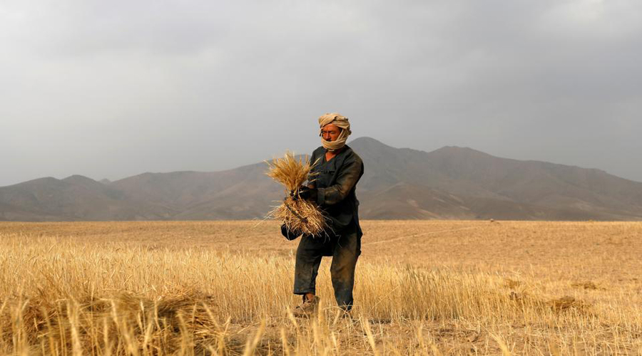Taliban unveils food-for-work programme to tackle hunger