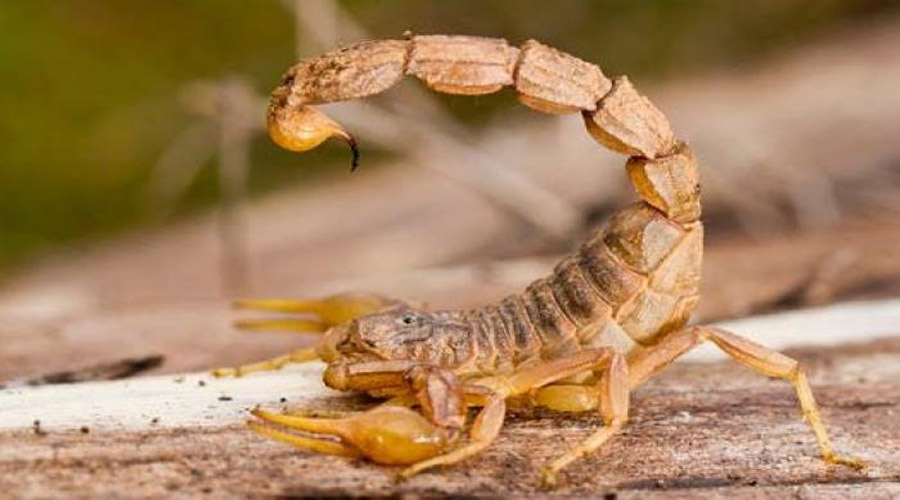 Sudan: 2% tax on scorpions,is it possible?