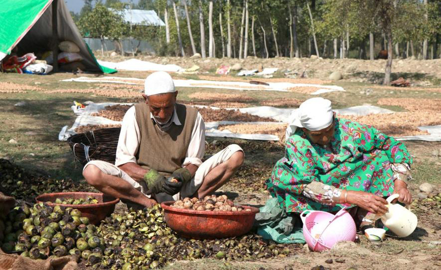 J&K produces 98% walnuts in India