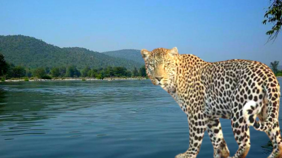 To escape from the leopard, the woman jumped into the Tapi river and saved her life by swimming for 13 hours