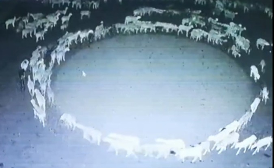 Sheep flock walking clockwise in circles for last 12 days in China bemuses onlookers, see viral video