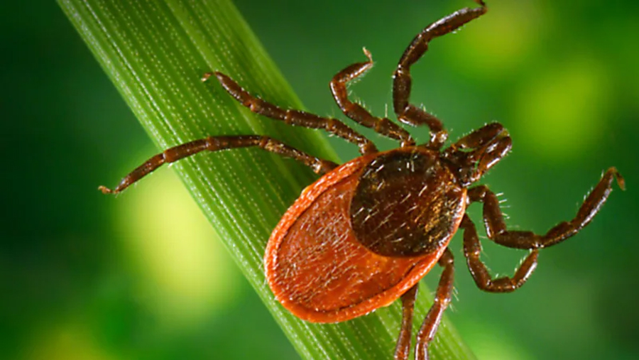Rare tick disease discovered in England